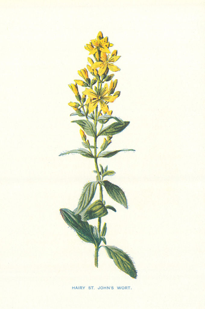 Hairy St John's Wort. Wild Flowers by Frederick Edward Hulme c1895 old print
